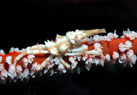 Cone spider crab (Xenocarcinus tuberculatus) Whipcoral crab crawling sitting lives on wire coral