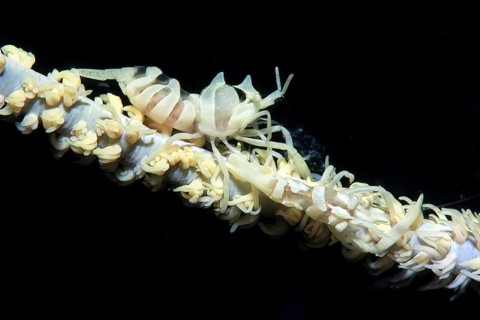 Extreme close-up from left female right male wire coral shrimp (Dasycaris zanzibarica) on wire