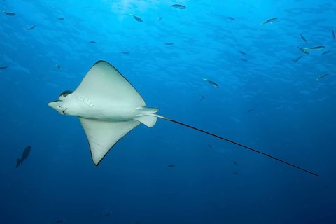 Spotted eagle ray (Aetobatus ocellatus) swims through blue sea open sea, Indian Ocean