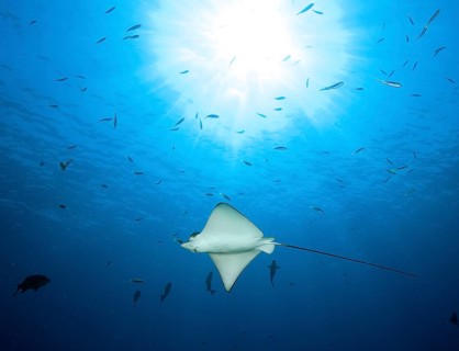 Backlight view of spotted eagle ray (Aetobatus ocellatus) swimming through blue sea open sea,