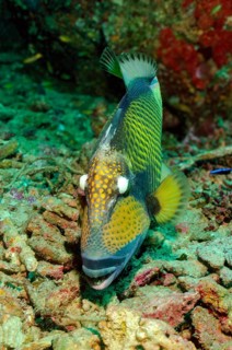 Titan triggerfish (Balistoides viridescens) bites coral rock, Pacific Ocean, Philippines