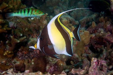 Holsterfish (Zanclus cornutus) only species of family Holsterfish, eastern Indian Ocean,