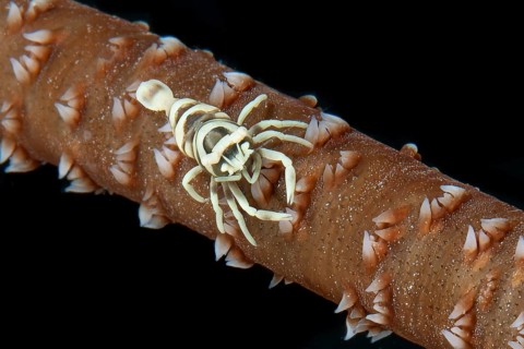 Ankers wire coral shrimp (Pontonides unciger) crawls sitting on whip coral (Cirrhipathes anguina),