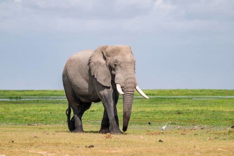 African elephant (Loxodonta africana), bull elephant, Amboseli National Park, Rift Valley Province,