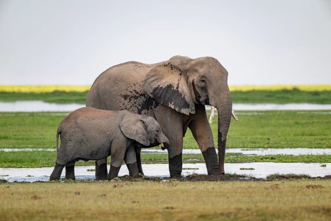 African elephant (Loxodonta africana), mother and young, near water, Amboseli National Park, Rift