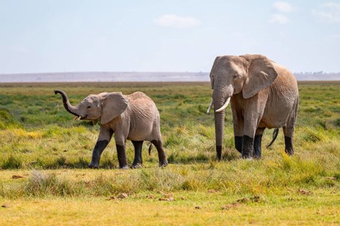 African elephant (Loxodonta africana), mother and young animal, elephant sticking trunk into the