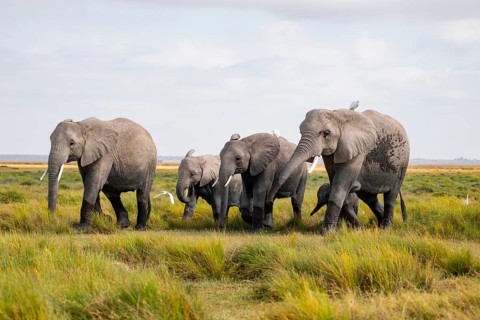 African elephant (Loxodonta africana), herd in Longinye swamp with cow herons (Bubulcus ibis),