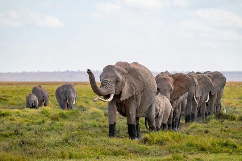 African elephant (Loxodonta africana), herd walking in a row, elephant sticking trunk in the air,