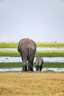 African elephant (Loxodonta africana), mother and young animal from behind, drinking at the water,