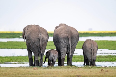 African elephant (Loxodonta africana), dams and young animals from behind, drinking at the water,
