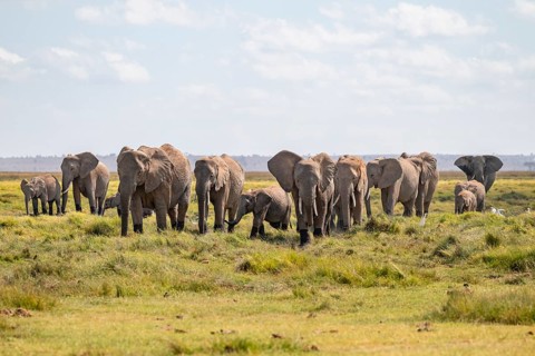 African elephant (Loxodonta africana), large herd of young animals, Amboseli National Park, Rift