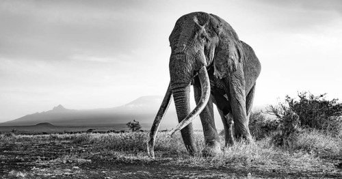 African elephant (Loxodonta africana), the famous Super Tusker elephant Craig, old bull elephant