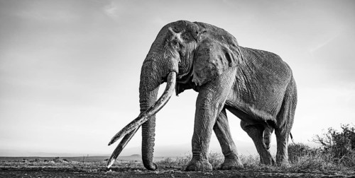 African elephant (Loxodonta africana), the famous Super Tusker elephant Craig, old bull elephant