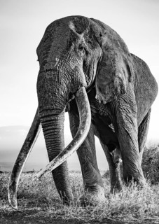 African elephant (Loxodonta africana), the famous Super Tusker elephant Craig, old bull elephant