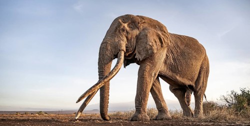 African elephant (Loxodonta africana), the famous Super Tusker elephant Craig, old bull elephant