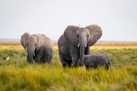 African elephant (Loxodonta africana), group with young animal in Longinye swamp with cow herons