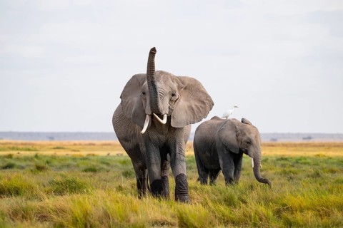 African elephant (Loxodonta africana), two animals in Longinye swamp with cow herons (Bubulcus