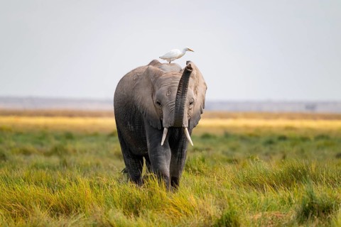 African elephant (Loxodonta africana), in Longinye swamp with heron (Bubulcus ibis), elephant