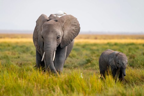 African elephant (Loxodonta africana), in Longinye swamp, mother with heron (Bubulcus ibis) and