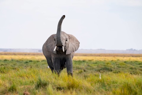 African elephant (Loxodonta africana), in Longinye swamp, elephant sticking trunk into the air,