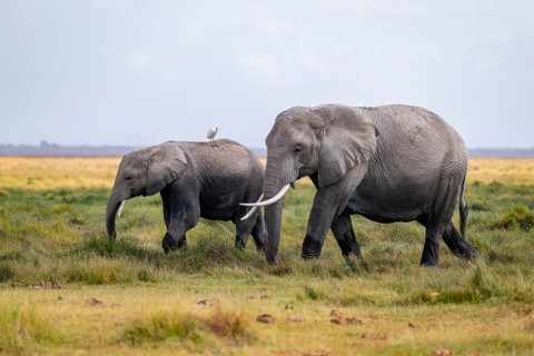 African elephant (Loxodonta africana), two animals in Longinye swamp with herons (Bubulcus ibis),