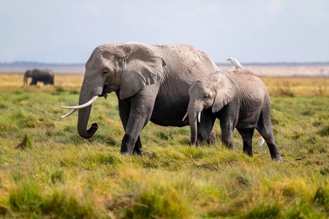 African elephant (Loxodonta africana), two animals in Longinye swamp with heron (Bubulcus ibis),