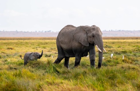 African elephant (Loxodonta africana), mother with young in Longinye swamp, juvenile stretches
