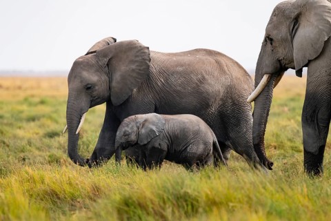 African elephant (Loxodonta africana), mother and young in Longinye Swamp, Amboseli National Park,