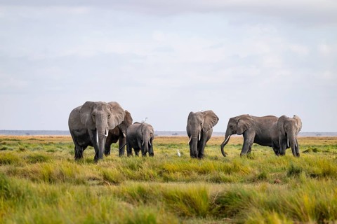 African elephant (Loxodonta africana), herd in Longinye swamp with cow herons (Bubulcus ibis),