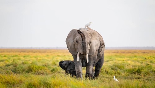 African elephant (Loxodonta africana), mother with young in Longinye swamp with cow egret (Bubulcus