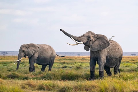African elephant (Loxodonta africana), two animals in Longinye swamp with heron (Bubulcus ibis),
