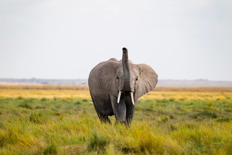 African elephant (Loxodonta africana), in Longinye swamp, stretching trunk into the air, animal