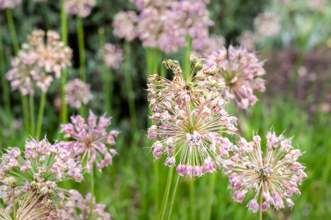 Close-up of spherical ornamental garlic (Allium) inflorescences in the gardens of the Saint-Lazare