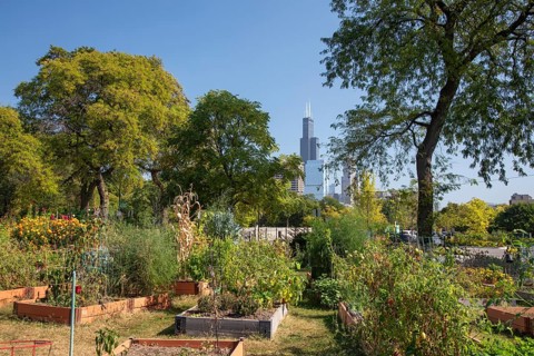 Chicago, Illinois - The Willis Tower (originally the Sears Tower), the tallest building in Chicago,