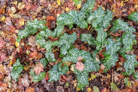 Italian arum stick (Arum italicum Pictum), Emsland, Lower Saxony, Germany