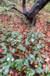 Italian arum stick (Arum italicum Pictum), Emsland, Lower Saxony, Germany