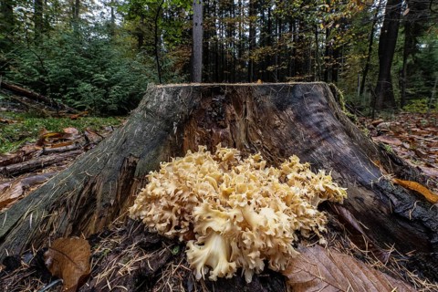 Krause Glucke (Wood Cauliflower crispa), Emsland, Lower Saxony, Germany