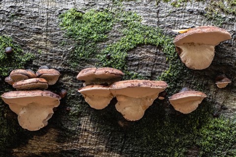 Hardwood resin porling (Ischnoderma resinosum), Emsland, Lower Saxony, Germany