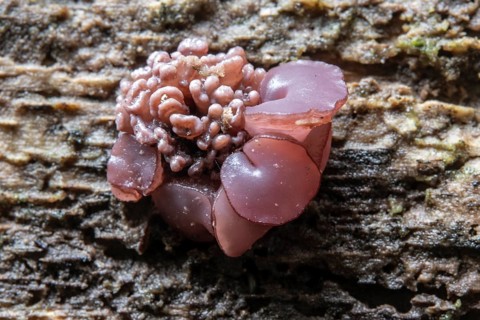 Meat red gelatinous cup (Ascocoryne sarcoides), Emsland, Lower Saxony, Germany