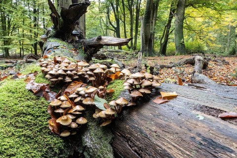 Green-leafed sulfur head (Hypholoma fasciculare) in beech forest, Emsland, Lower Saxony, Germany