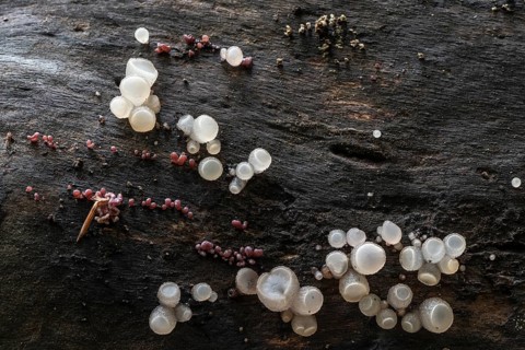 Gemeiner Buchenkreisling (Neobulgaria pura), Emsland, Lower Saxony, Germany