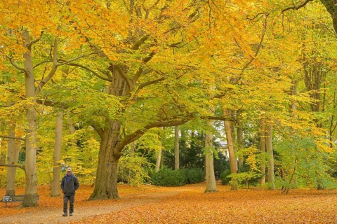 Autumn in Großer Tiergarten Park, Mitte, Berlin, Germany