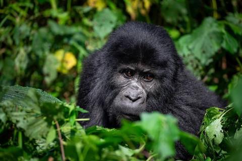 Mountain gorilla (Gorilla beringei beringei), between leaves, animal portrait, Bwindi Impenetrable