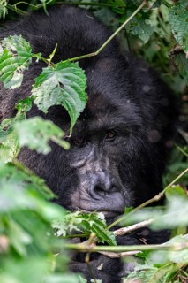 Mountain gorilla (Gorilla beringei beringei), adult male, silverback, animal portrait, among