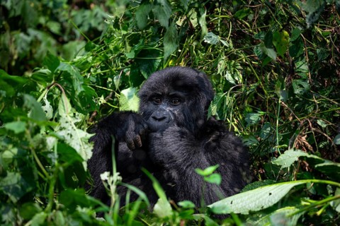 Mountain gorilla (Gorilla beringei beringei), eating leaves, Bwindi Impenetrable Forest, Uganda