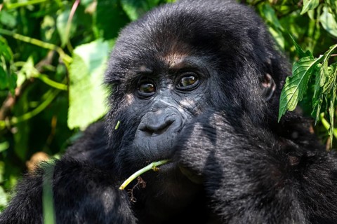 Mountain gorilla (Gorilla beringei beringei), eating leaves, animal portrait, Bwindi Impenetrable