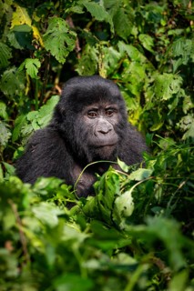Mountain gorilla (Gorilla beringei beringei), between leaves, animal portrait, Bwindi Impenetrable