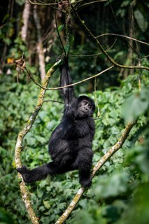 Mountain gorilla (Gorilla beringei beringei), young animal climbing in a tree, Bwindi Impenetrable