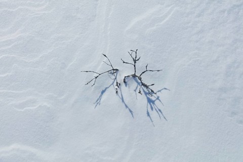 Closeup of small pine tree at snowy marsh in sunny winter weather with snow covering the ground,
