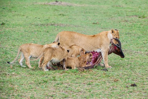 Lion (Panthera leo), lion family eats captured topi (Damaliscus lunatus), Masai Mara, Kenya
